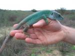 Moroccan Eyed Lizard (<i>Timon tangitanus</i>) Adult male showing winter colours.